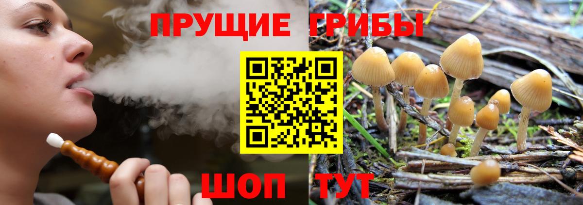 Псилоцибиновые грибы мицелий Камышин